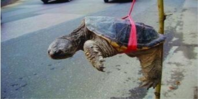 野生龟捕捉方法