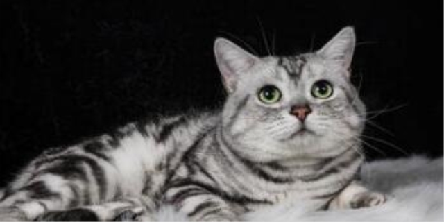 猫咪讨厌什么味道