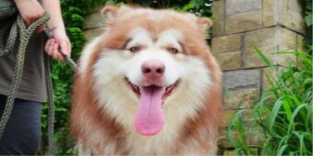 爱斯基摩犬价格多少钱一只