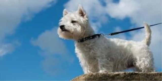 西高地白梗智商相当于几岁