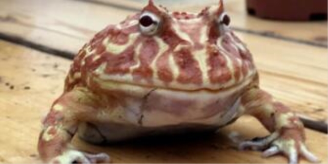 角蛙的寿命有多长时间