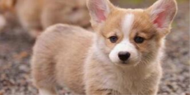 狗狗可以吃饼干吗