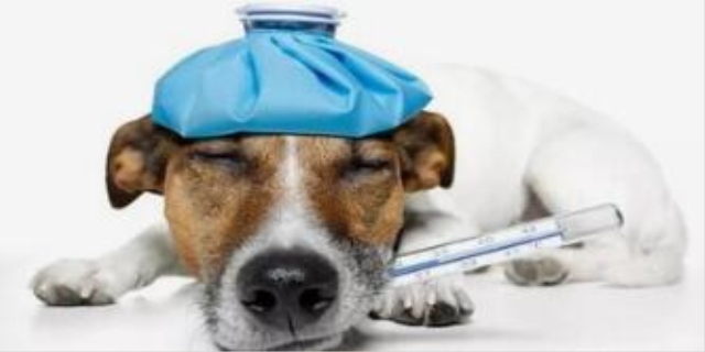 如何判断狗狗是感冒还是狗瘟