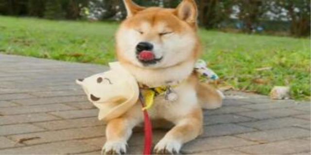 柴犬不能吃的东西清单