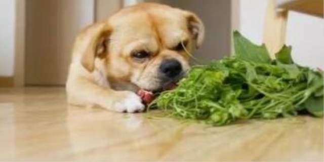 狗狗可以长期吃的蔬菜