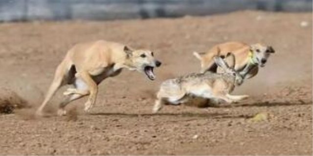 追兔子的狗叫什么品种