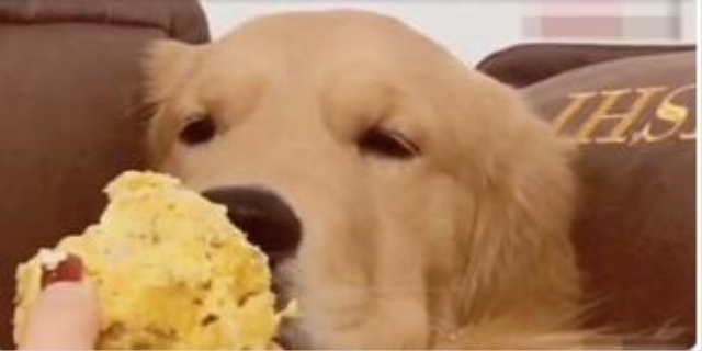 狗狗一周洗一次澡频繁吗