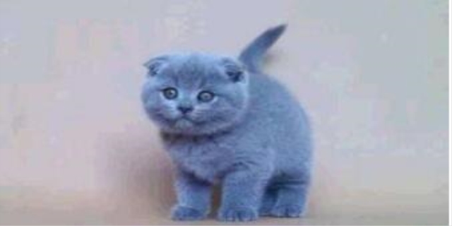 长毛蓝猫多少钱一只