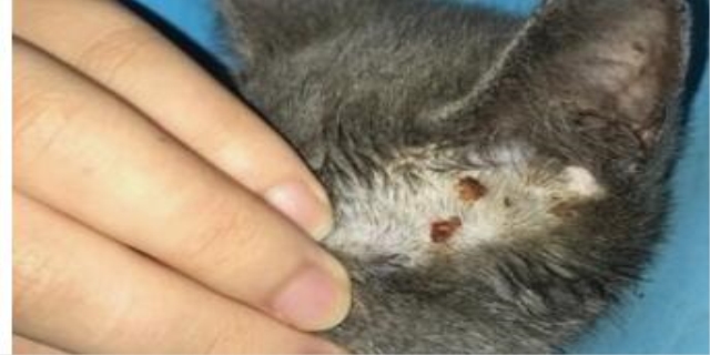 幼猫的猫癣一般多久能好