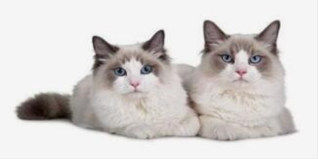 布偶猫拉稀了怎么办