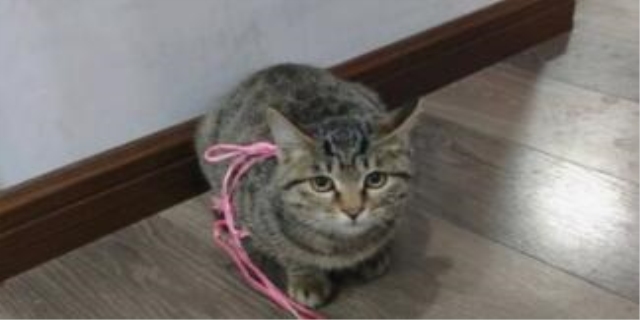 猫尿血死的几率大吗