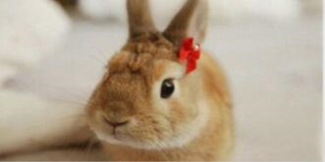 仓鼠打架会把对方打死吗