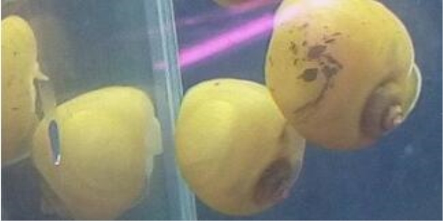 黄金螺能和鱼一起养吗