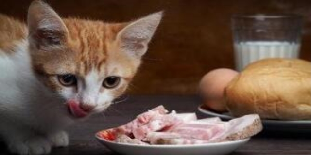 猫能吃生肉吗
