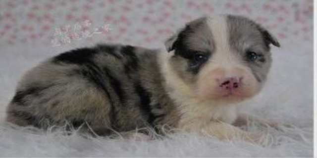 边牧蓝陨石和红陨石哪个贵