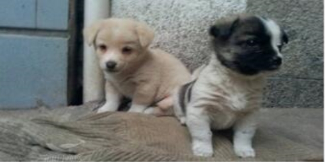 小狗出生多久可以送人