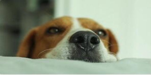 狗狗去除牙结石小妙招