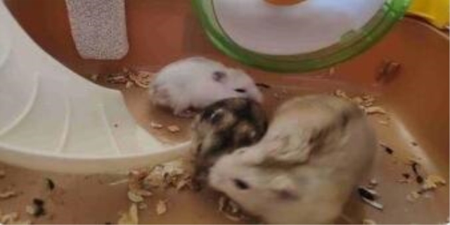 一公一母仓鼠养法