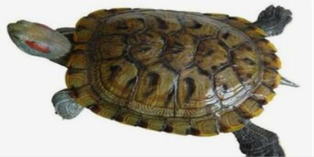 巴西龟为什么不吃东西