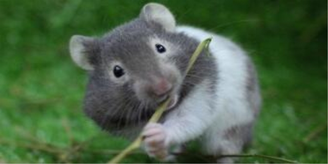 米熊和金丝熊差别