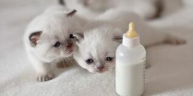 小猫咪可以喝纯牛奶吗