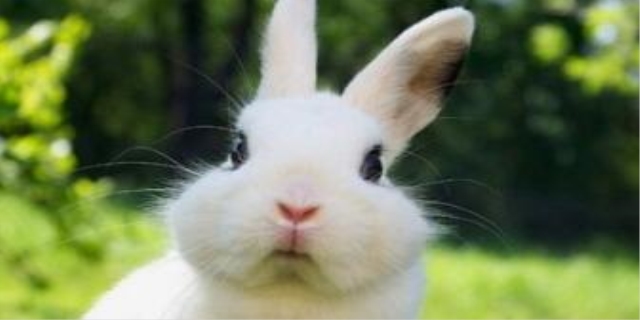 母兔怀孕初期有什么征兆