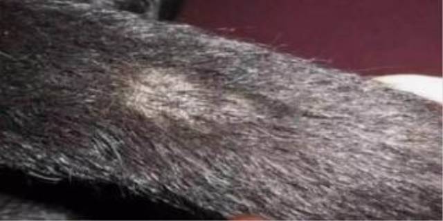 猫油尾巴是怎么回事儿