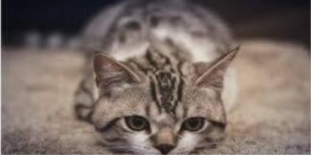 猫传腹会自己能抗下来吗