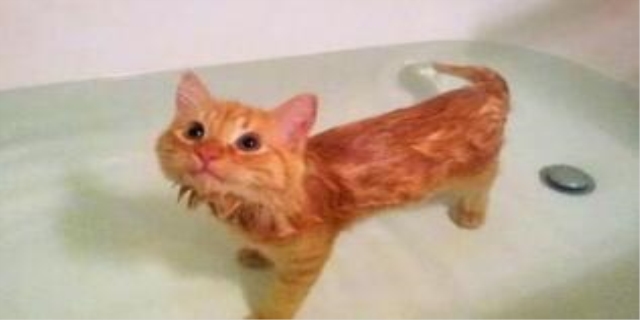 猫没打疫苗可以洗澡吗