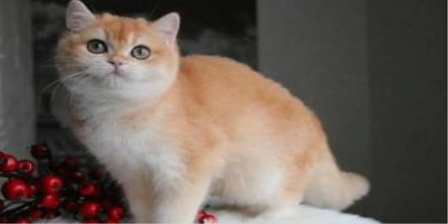 金渐层是怎么配出来的