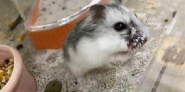 一公一母仓鼠能养在一起