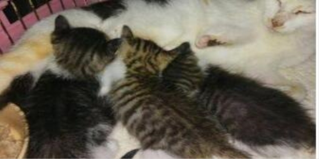 10天小猫没妈妈怎么养