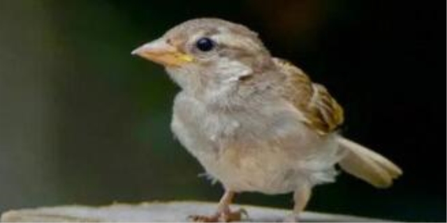 麻雀幼鸟养大了认主吗