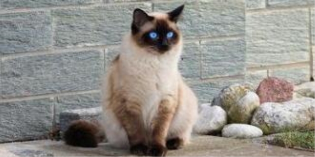 公猫尿闭的原因