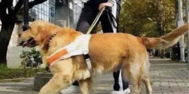 咬人的狗一般怎么处理