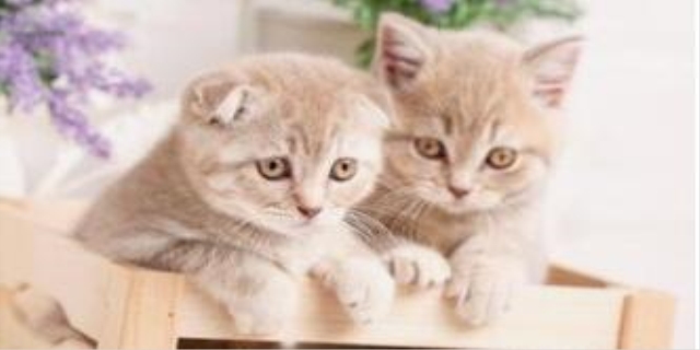 怎么让猫喜欢你粘着你