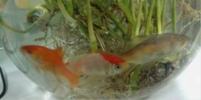 鱼缸里的鱼为什么老是死