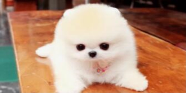 茶杯犬一般多少钱一只