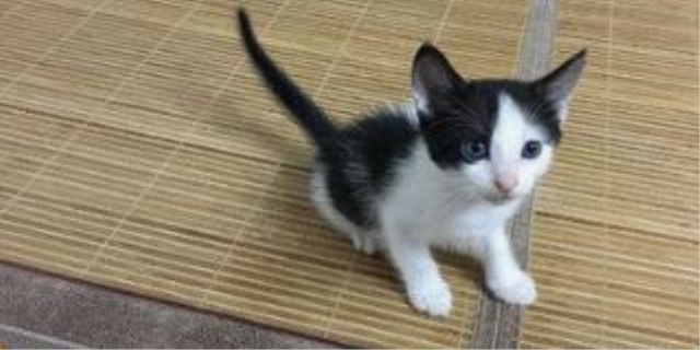 奶牛猫在风水上代表什么