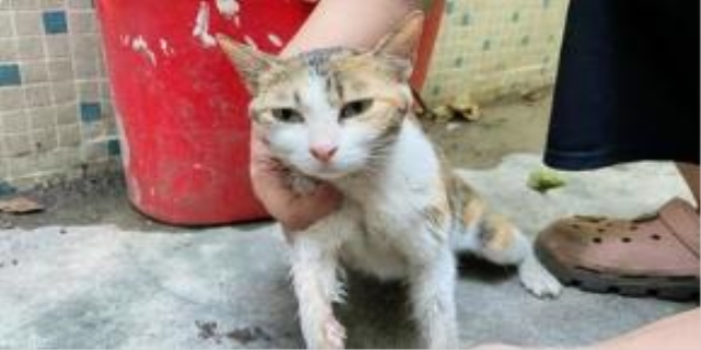 猫咪知道主人爱它吗