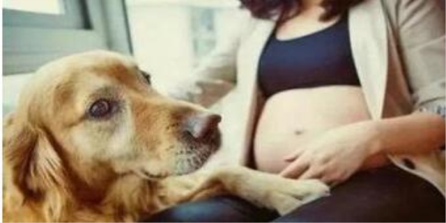 怀孕能不能养狗