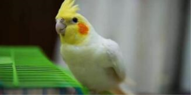 玄凤鹦鹉靠什么认主人