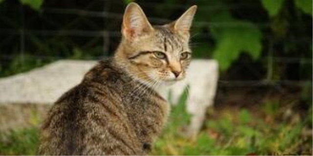 猫的视力能看多远