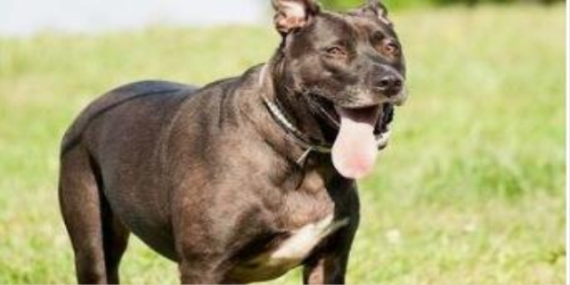 治疗犬细小的特效药