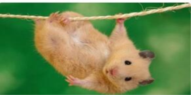 仓鼠什么时候睡觉