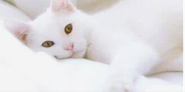 白猫为什么不吉利