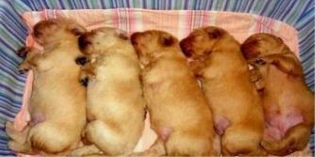 怎么解决幼犬晚上叫的情况