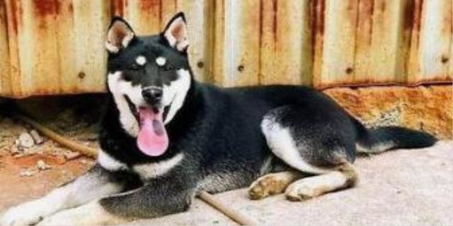 四眼狗为什么不吉利