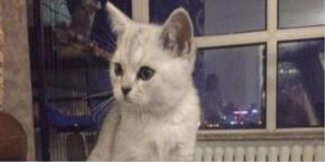 幼猫可以喝舒化奶吗