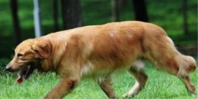 流浪狗跟着人走是什么兆头